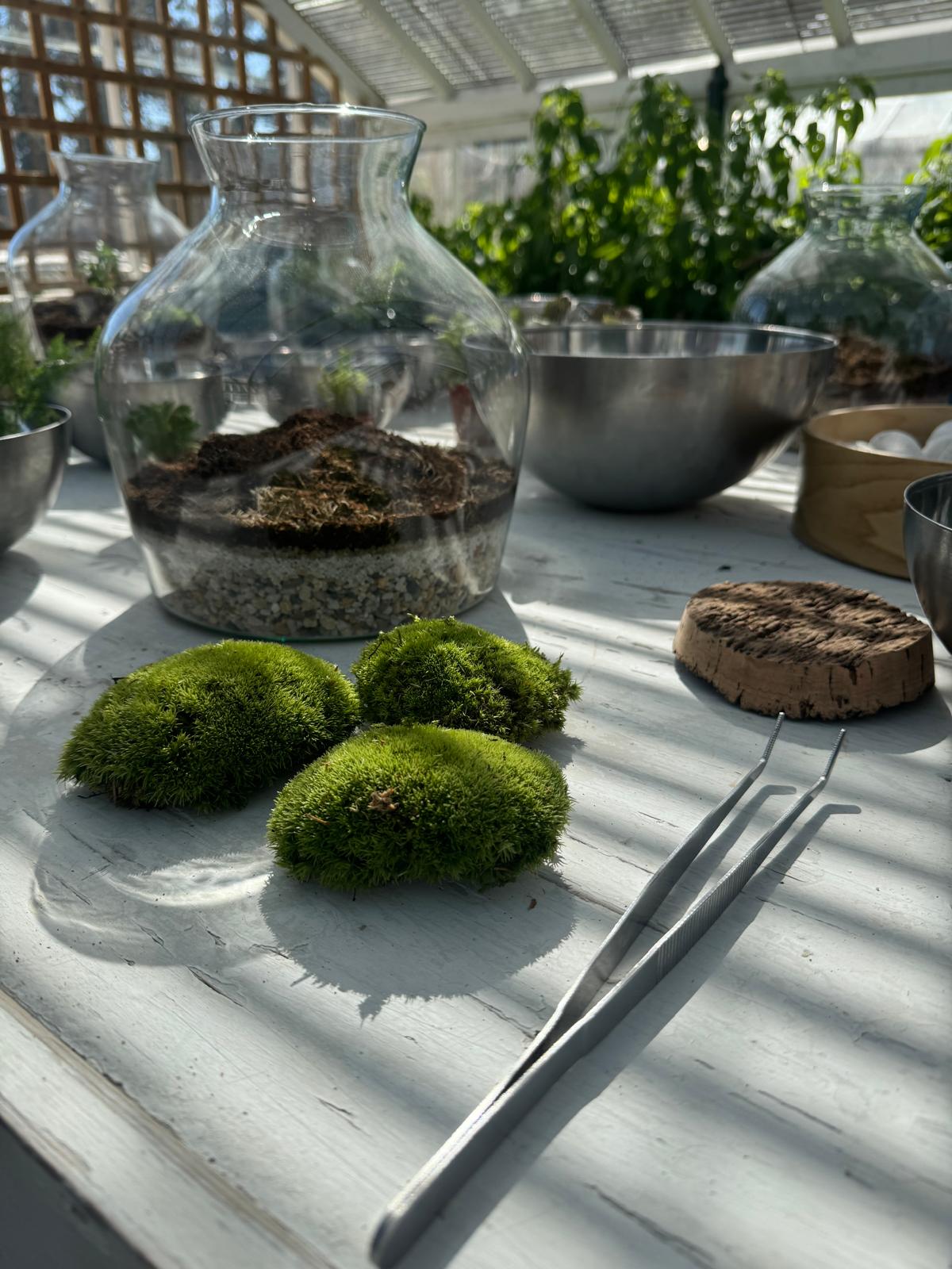 Hawkhurst Terrarium Masterclass – Water Lane - Terrapy