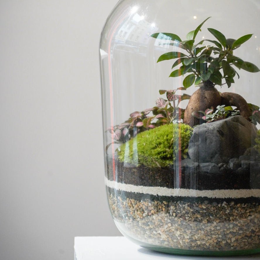 Pincushion/Bun Moss - Terrapy