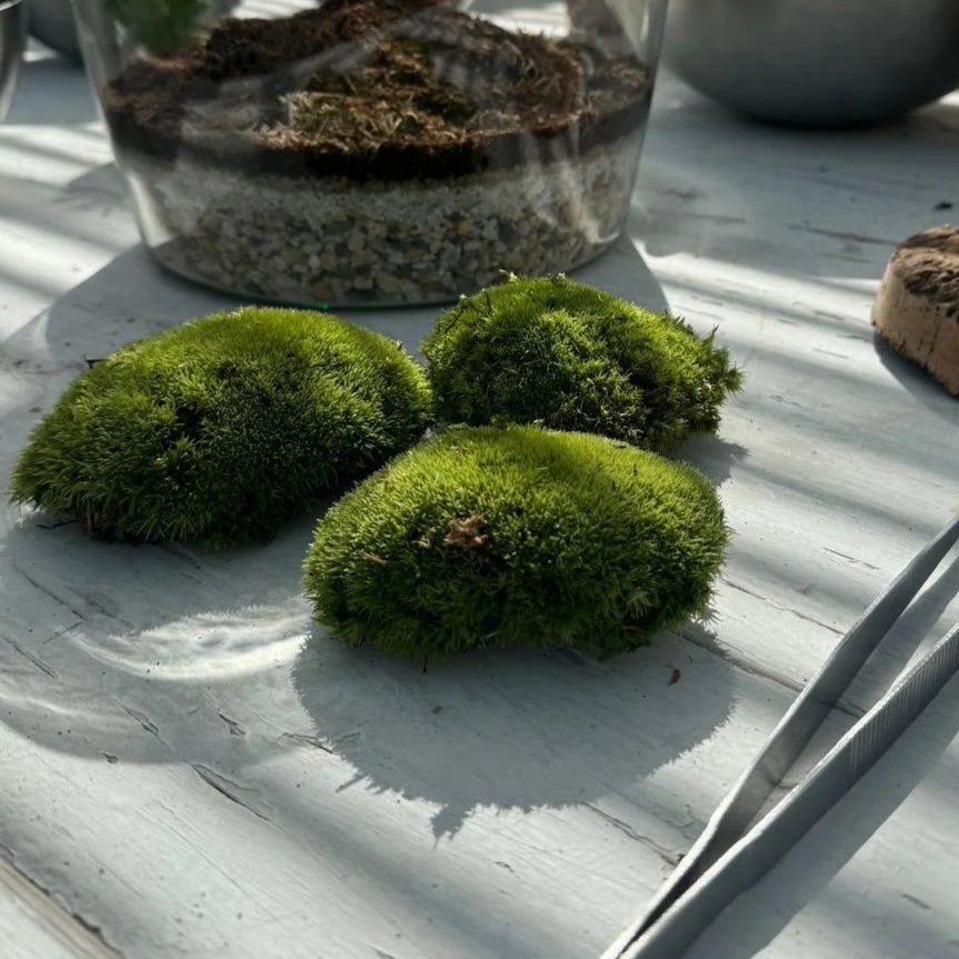 Pincushion/Bun Moss - Terrapy