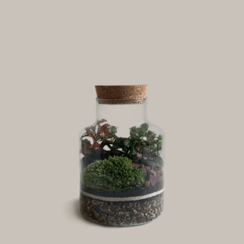 Tunbridge Wells Terrarium Masterclass - Terrapy